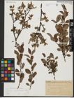 Foto von Salix waldsteiniana Willd.